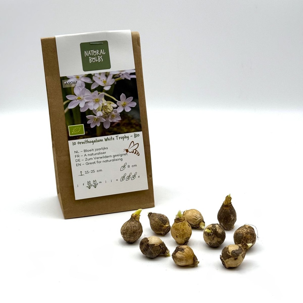 Ornithogalum White Trophy - BIO