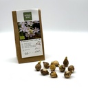 Ornithogalum White Trophy - BIO