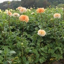 Dahlia Seattle - BIO