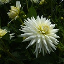 Dahlia My Love - BIO