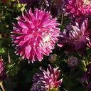 Dahlia Vancouver - BIO