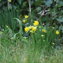 Narcis Tete-a-Tete - BIO