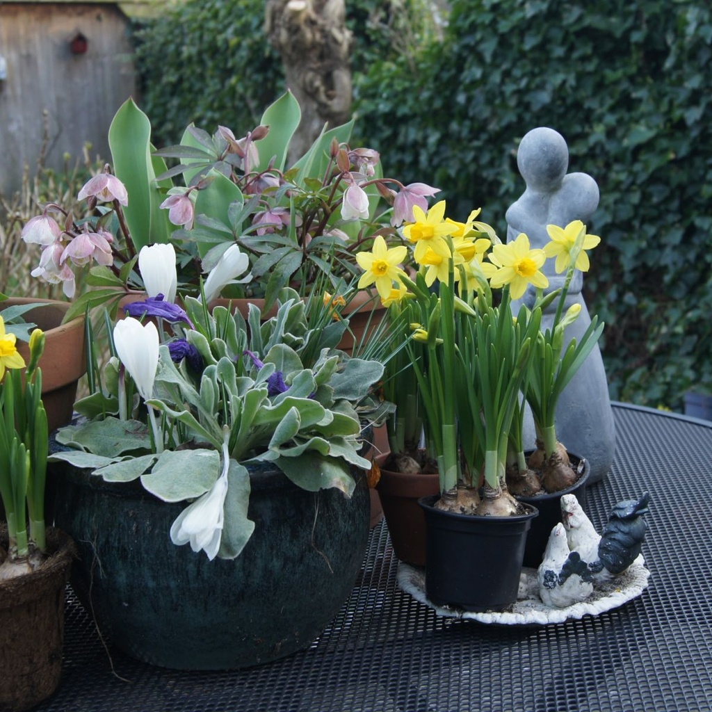 Narcis Tete-a-Tete - BIO