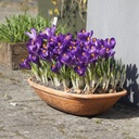 Krokus Flower Record - BIO