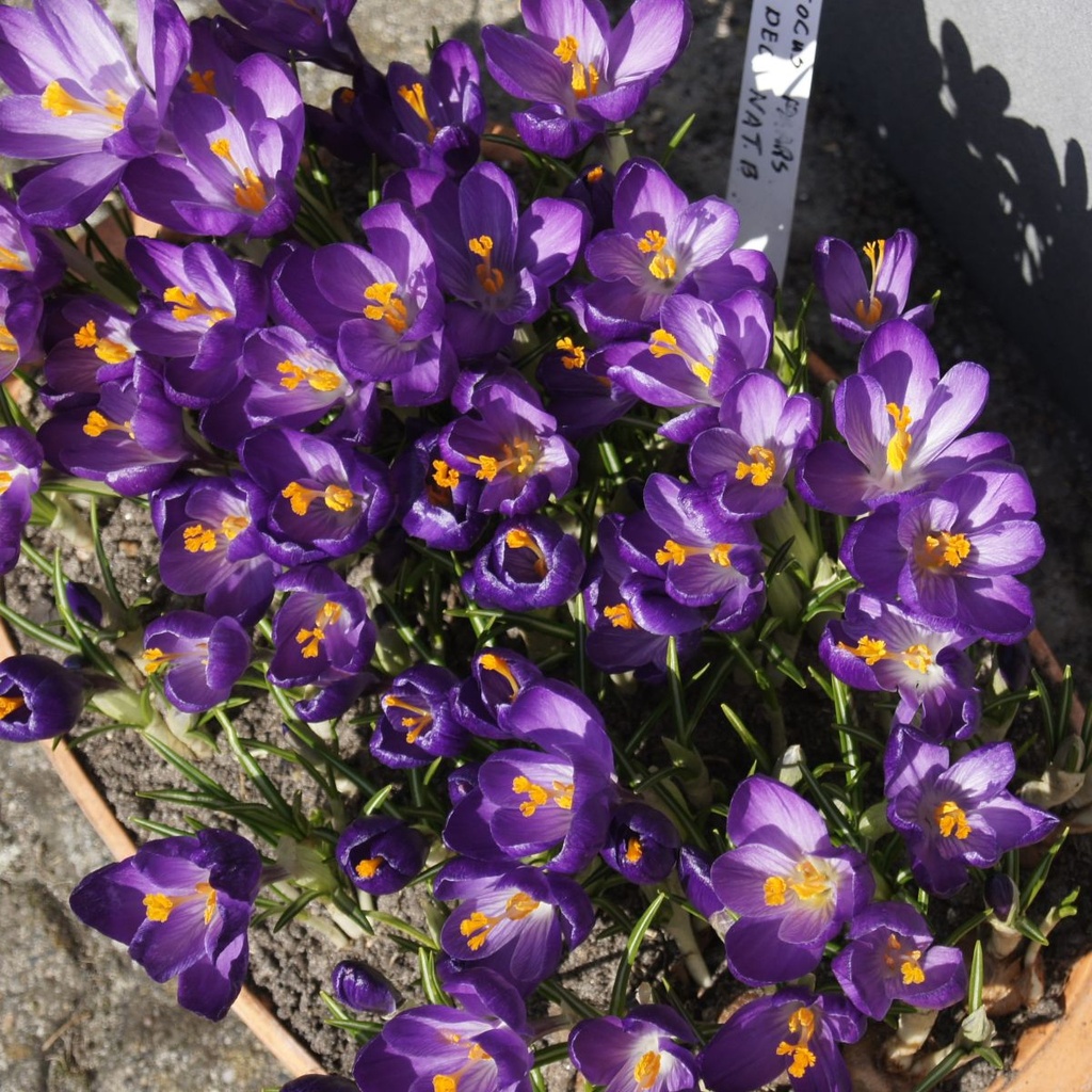 Krokus Flower Record - BIO