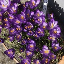 Krokus Flower Record - BIO