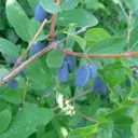 Kamperfoelie (Eetbare Honingbessen) - BIO