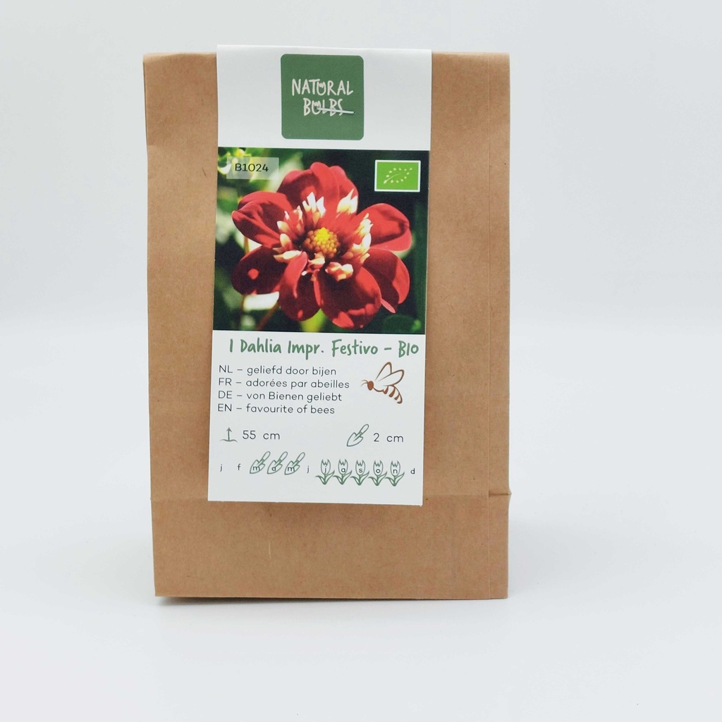 Dahlia Festivo - BIO