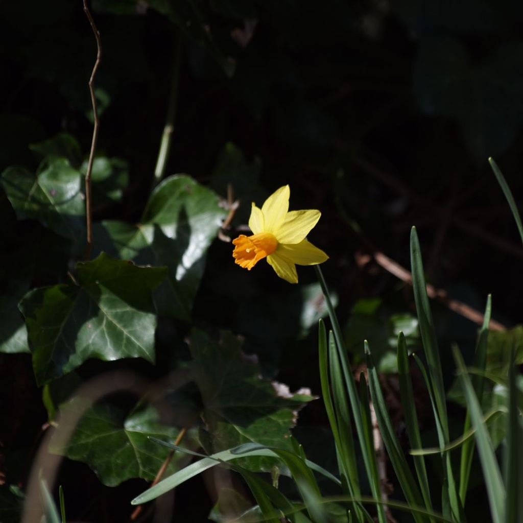Narcis Jetfire - BIO