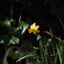 Narcis Jetfire - BIO