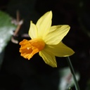 Narcis Jetfire - BIO