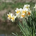 Narcis Replete - BIO
