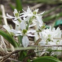 Ornithogalum White Trophy - BIO
