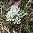 Ornithogalum White Trophy - BIO
