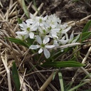 Ornithogalum White Trophy - BIO