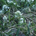 Ornithogalum White Trophy - BIO