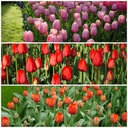 A1036-Tulipa-Mix-Velt 2026 (3 beelden) variant.jpg