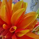 Dahlia-Japlou (20250906_115117).webp