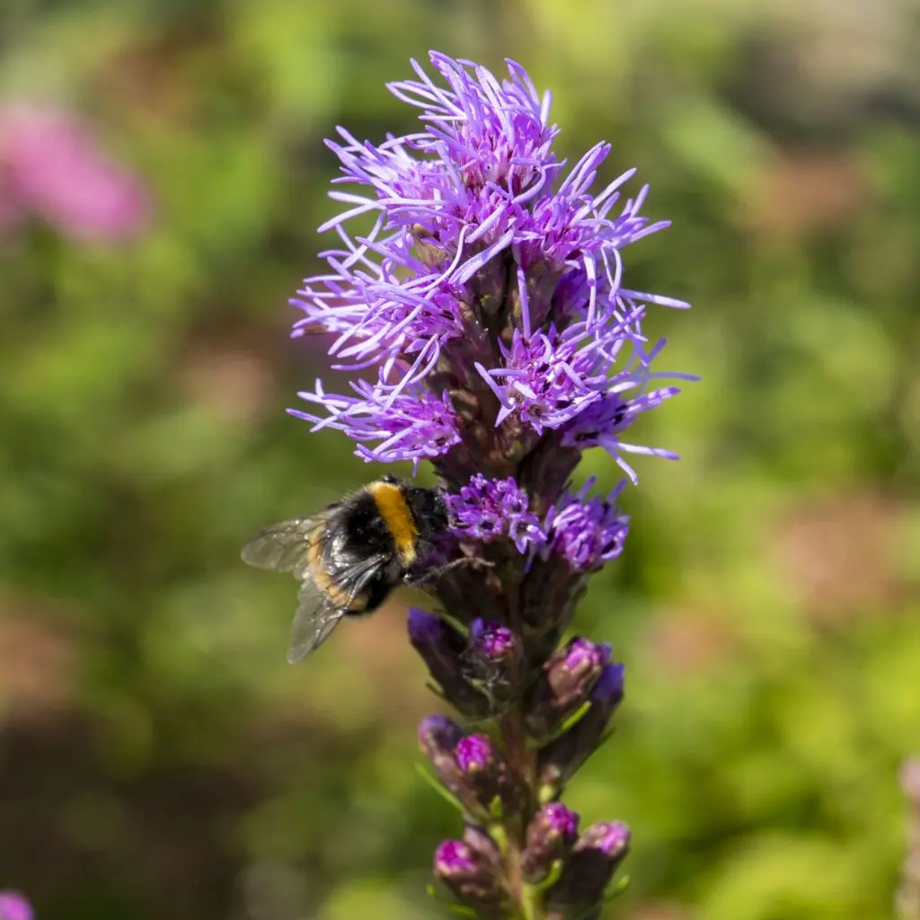Liatris-spicata (ibulb 248854)-2.webp