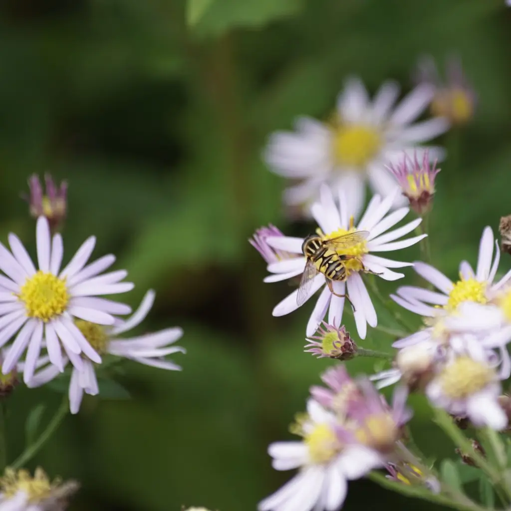 Aster-Asran DSC04599 (1200px).webp