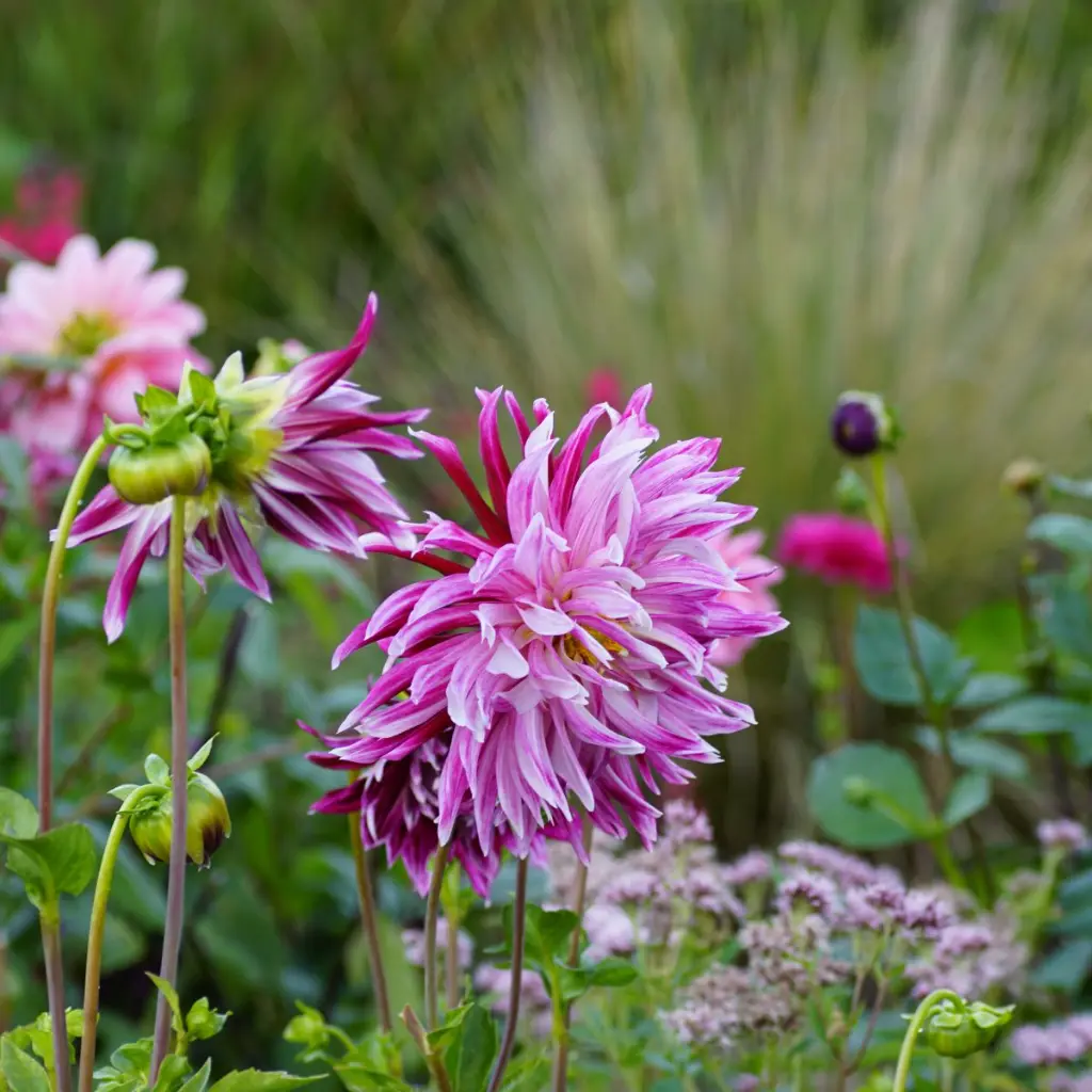 Dahlia-Vancouver DSC05753 (1200px).webp
