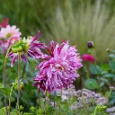 Dahlia-Vancouver DSC05753 (1200px).webp