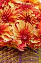 Dahlia-Japlou (ibulb 251254).webp