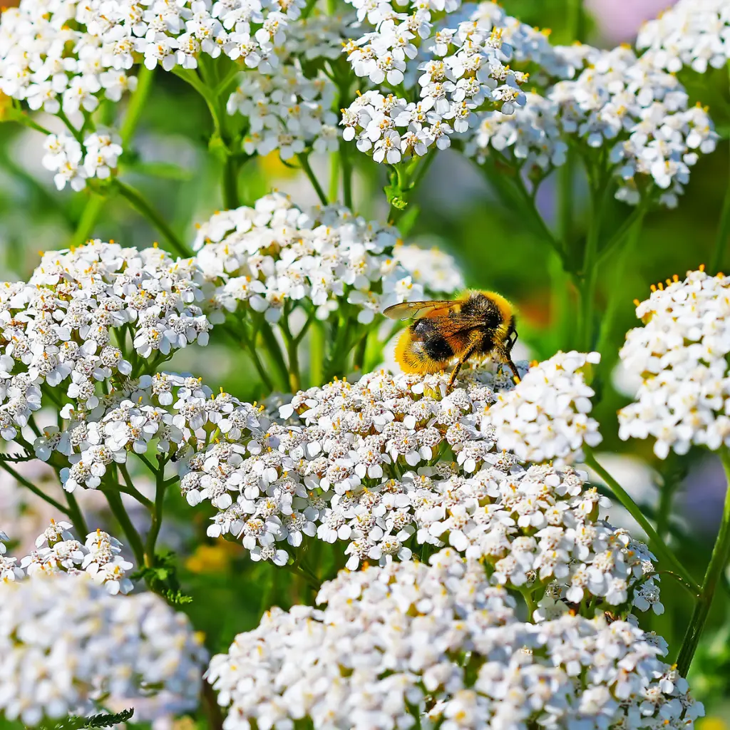 B8084 Achillea millefolium Duizenblad (AdobeStock_96332549).webp