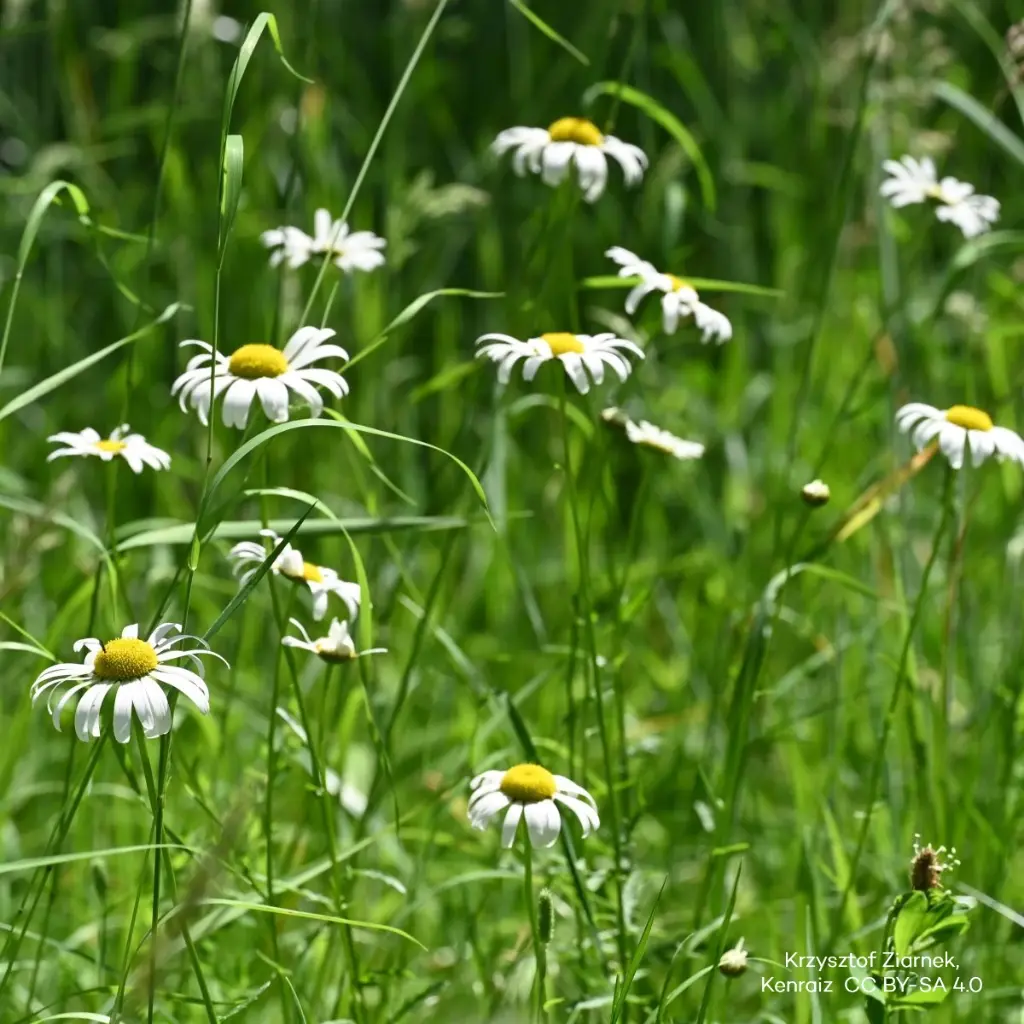 Leucanthemum-vulgare (Krzysztof Ziarnek, Kenraiz  CC BY-SA 4.0, id=148963727_kz06).webp