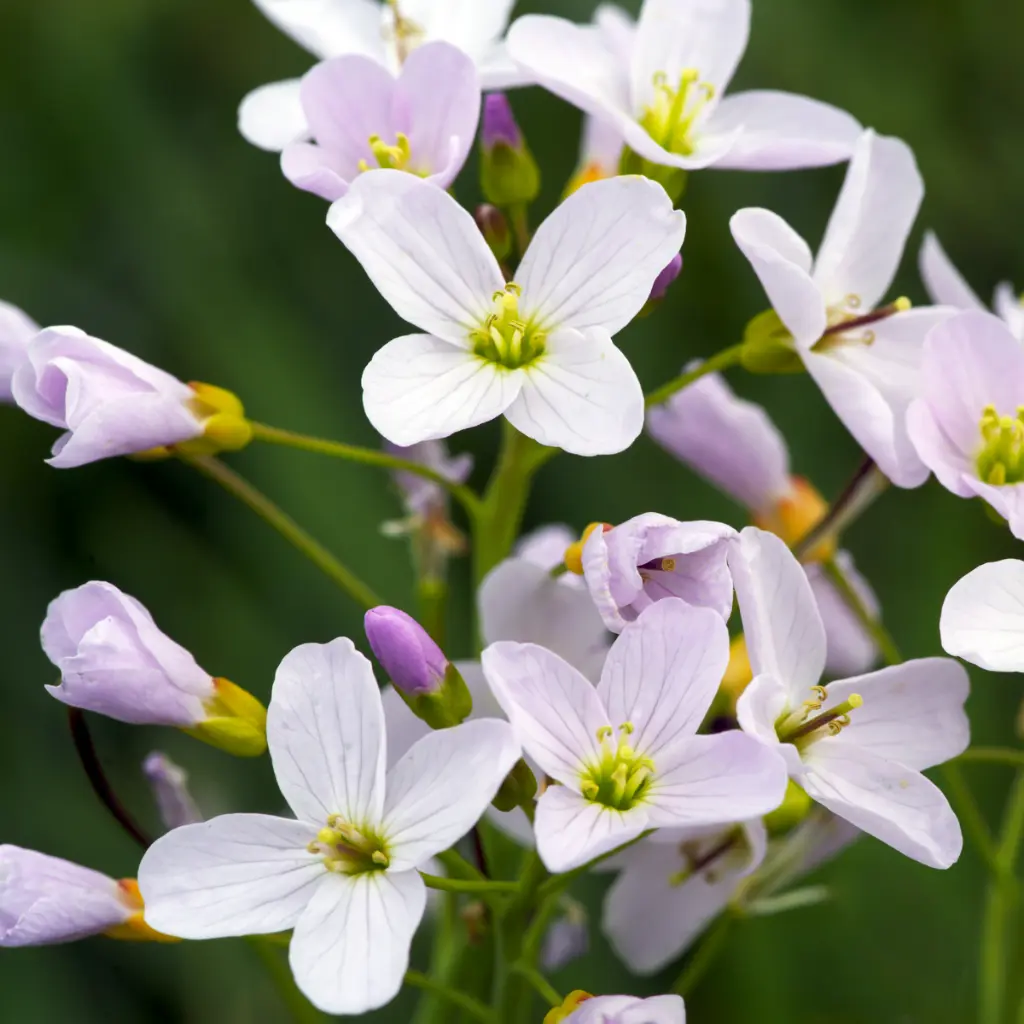 B8087 Pinksterbloem - Cardamine pratensis  (1ApakgiCm4w-unsplash).webp