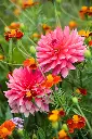 Dahlia-Phyllis-Farmer (ibulb 212822) 3x2.webp