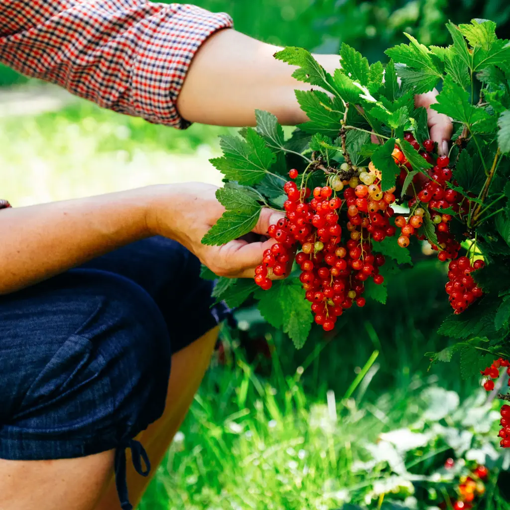 Jonkeer van tets geplukt (9) (canva pro).BIO