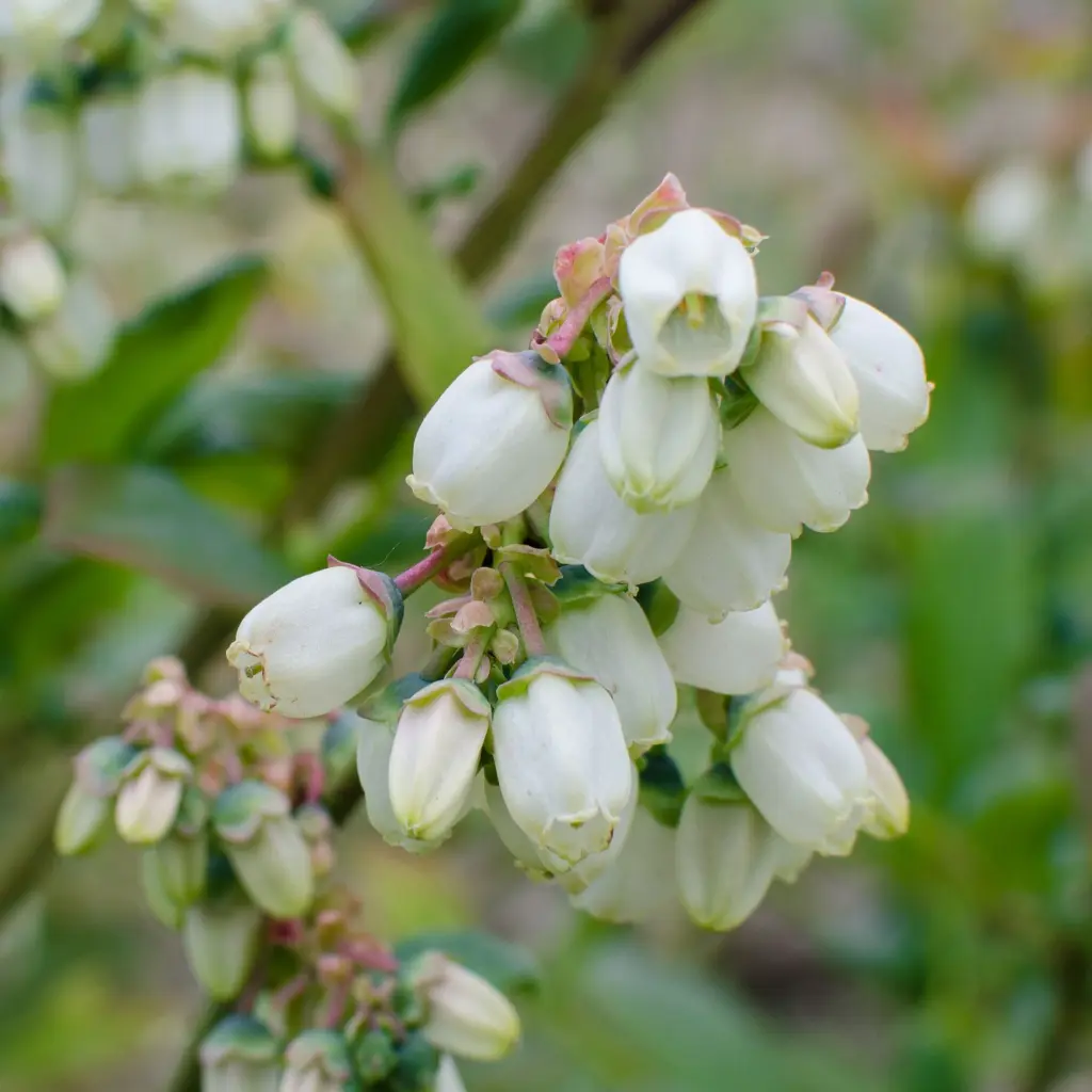 blauwe bes_bloem (hogeveen).BIO