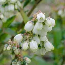 blauwe bes_bloem (hogeveen).BIO