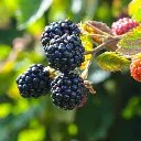 Rubus fruticosus Black Satin close(unsplash) BIO