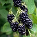 Rubus fruticosus Black Satin_05(hogeveen).BIO