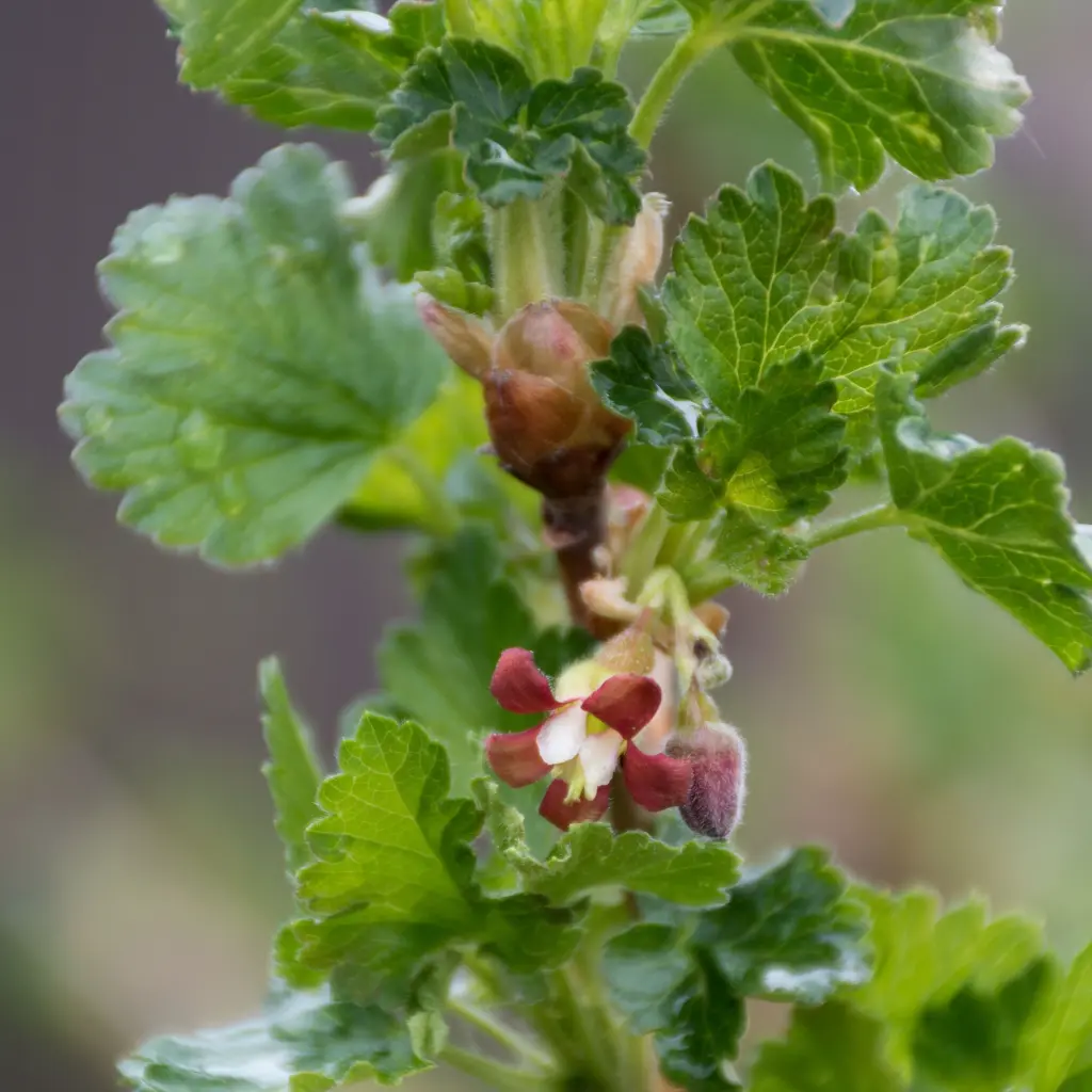 Kruisbes Easycrisp ‘Madame Sanssouci’ gooseberry_flower(Hogeveen) BIO
