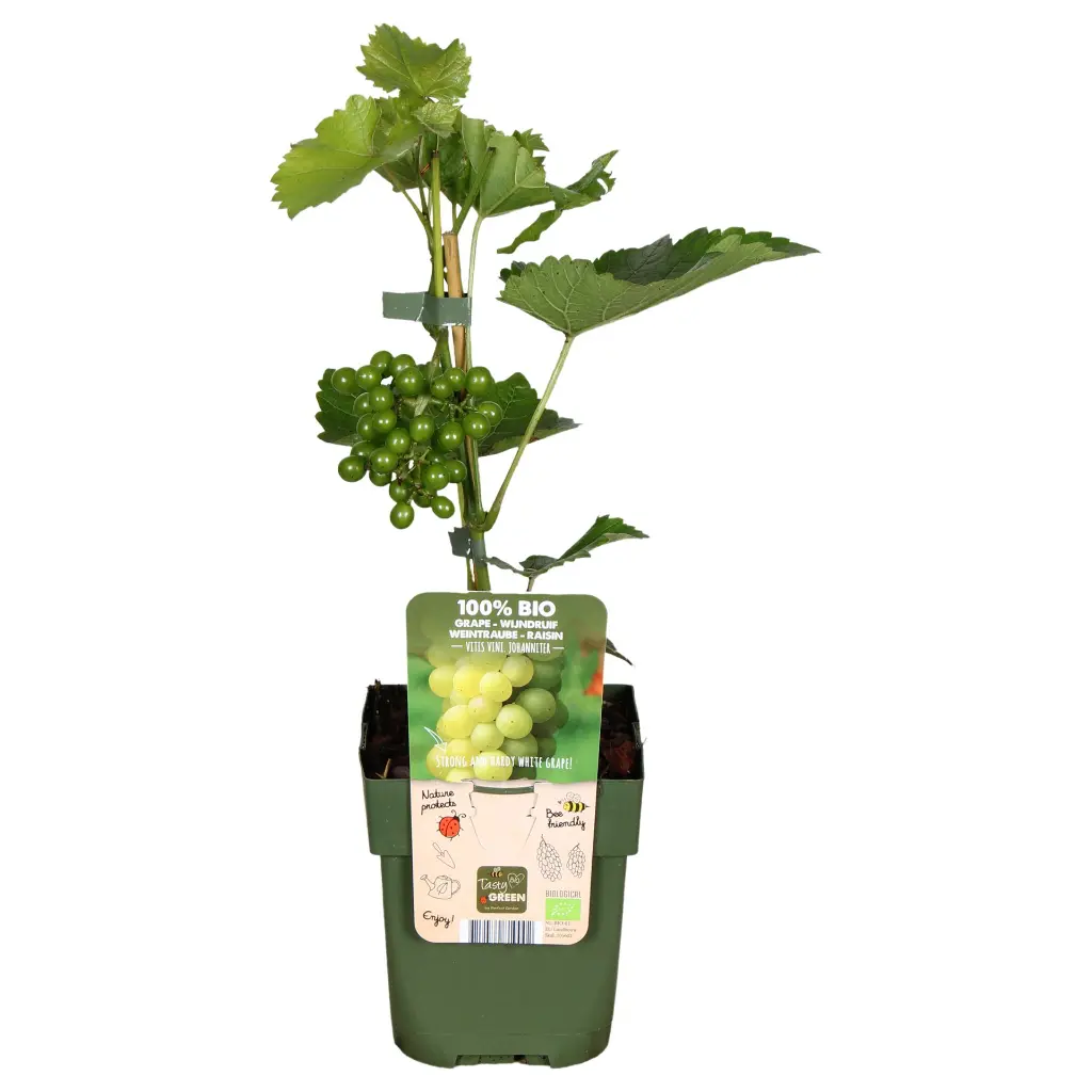 VIJOHANN13BIO-Vitis-Johanniter-Bio-vrucht met vrucht (hogeveen). BIO