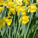 Narcissus-Standard-Value (EBR) (4) crop.webp