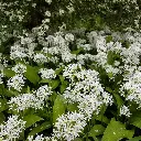 Allium-ursinum 20190428_140303.webp