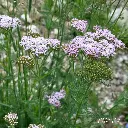 Achillea_roseoalba_Pink_White_Yarrow By Lazaregagnidze - Own work, CC BY-SA 3.0, id=32395879.webp