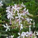 Saponaria_officinalis_2_RF By Robert Flogaus-Faust - Own work, CC BY 4.0, id=150930226.webp