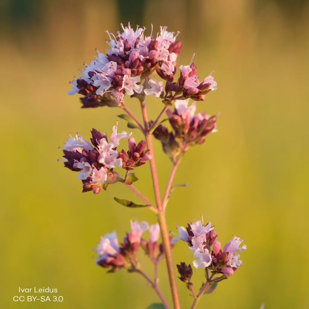 Origanum_vulgare_-_harilik_pune By Ivar Leidus - Own work, CC BY-SA 3.0, id=27022585.webp