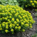 Euphorbia_epithymoides By Chrumps - Own work, CC BY-SA 4.0, id=6733079.webp