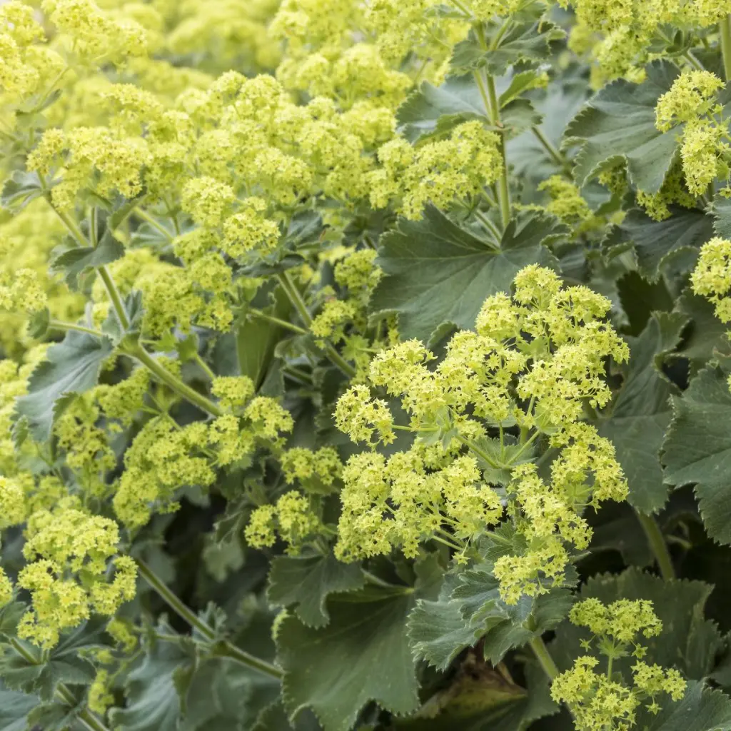 Alchemilla-Mollis (dreamstimemaximum_94602247).webp