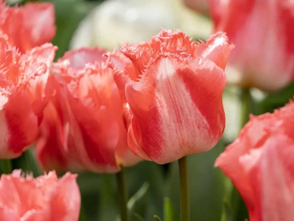 Tulipa-Lingerie (ibulb 250836).webp
