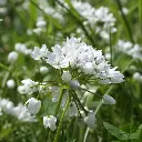 Allium-cowanii DSC06315(2).webp