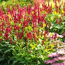 Duizendknoop_Persicaria_amplexicaulis3VK_AdobeStock_382154380.webp