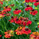 Helenium Moerheim Beauty 2 VK AdobeStock_283825880.webp