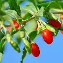 Little Goji_VK_AdobeStock_35430452.webp